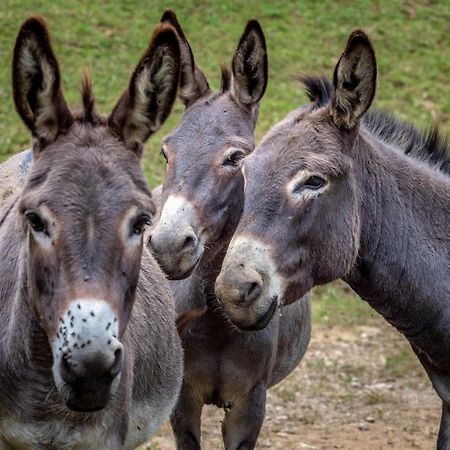 شقة Tourist Farm Gradisnik Solčava المظهر الخارجي الصورة