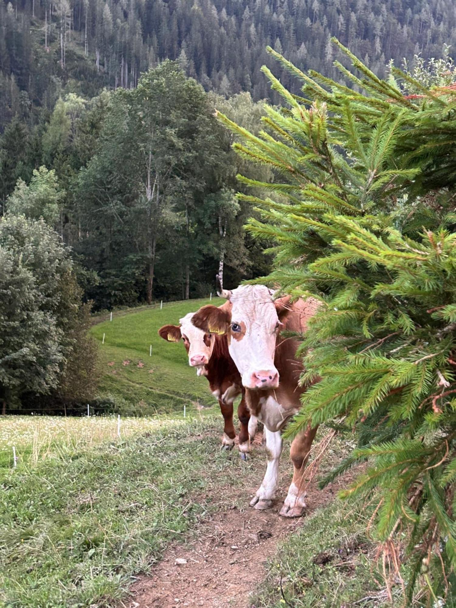 شقة Tourist Farm Gradisnik Solčava المظهر الخارجي الصورة